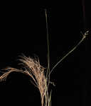 Whitehair rosette grass